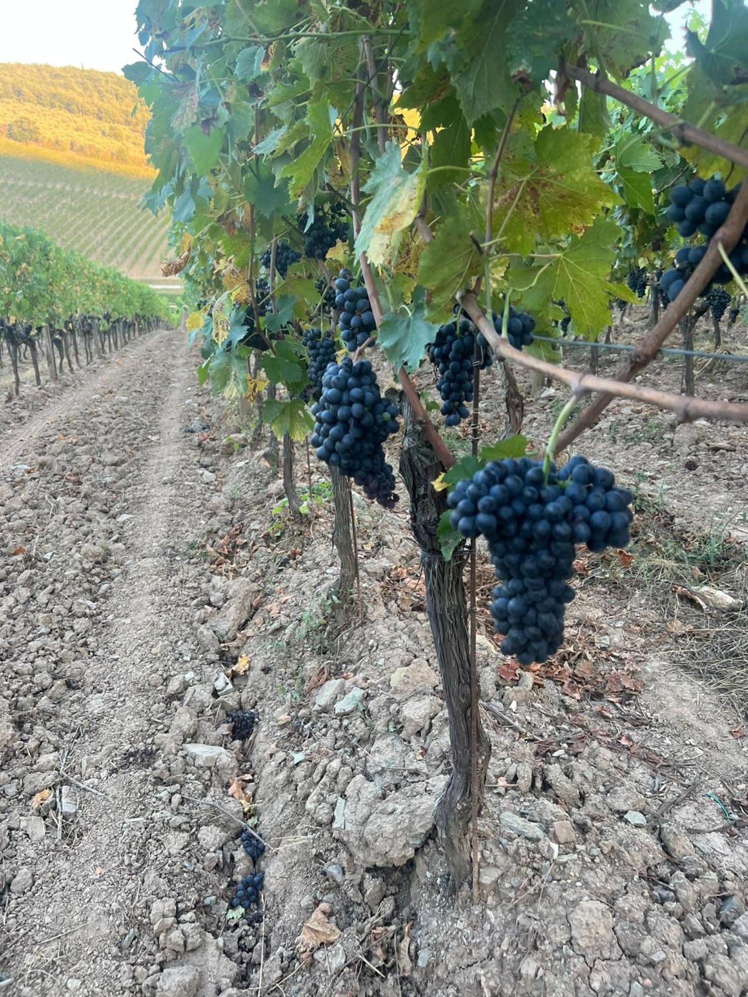 Locanda Podere Le Vigne Радда-ін-К'янті Екстер'єр фото